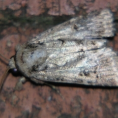 Noctuidae (family) at Sheldon, QLD - suppressed