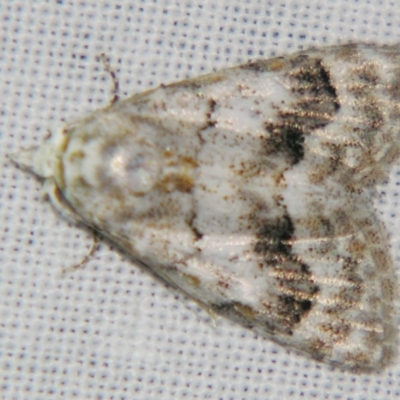 Nola fasciata (A Noctuid moth (Nolidae)) at Sheldon, QLD - 15 Jun 2007 by PJH123