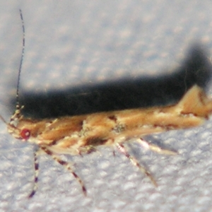 Pyroderces terminella at Sheldon, QLD - suppressed