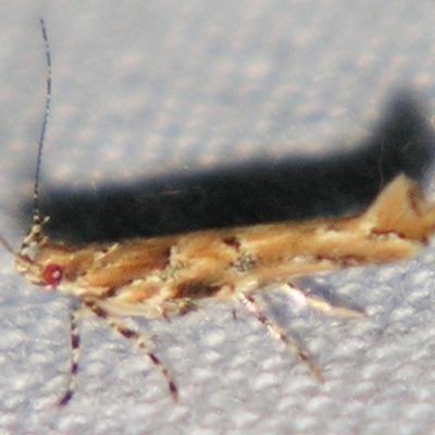 Pyroderces terminella (A Cosmet moth) at Sheldon, QLD - 15 Jun 2007 by PJH123