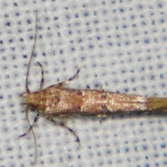 Pyroderces terminella at Sheldon, QLD - suppressed