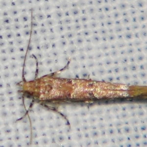 Pyroderces terminella at Sheldon, QLD - suppressed