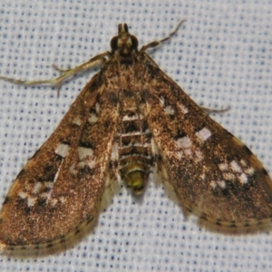 Samea multiplicalis at Sheldon, QLD - 15 Jun 2007