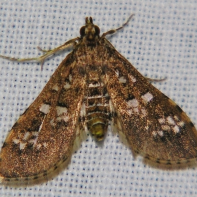 Samea multiplicalis (Salvinia Moth) at Sheldon, QLD - 15 Jun 2007 by PJH123