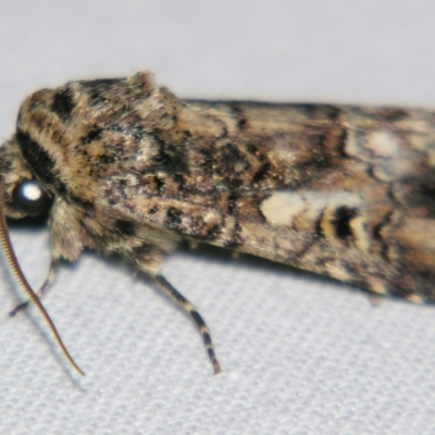 Spodoptera umbraculata (A Noctuid moth (Acronictinae)) at Sheldon, QLD - 15 Jun 2007 by PJH123
