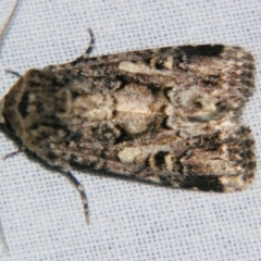 Spodoptera umbraculata at suppressed - suppressed