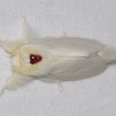 Trichiocercus sparshalli (Sparshall's Moth) at Sheldon, QLD - 15 Jun 2007 by PJH123