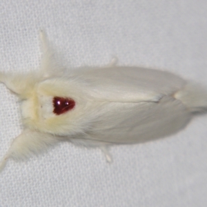 Trichiocercus sparshalli at Sheldon, QLD - suppressed