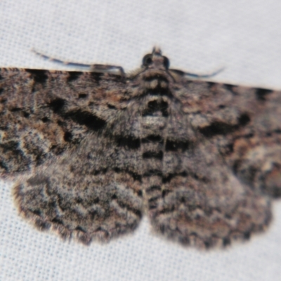 Unplaced suasaria (Unplaced suasaria) at Sheldon, QLD - 15 Jun 2007 by PJH123