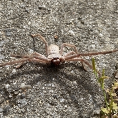 Isopeda villosa (Brown Huntsman Spider) at Burradoo - 6 Aug 2023 by GlossyGal