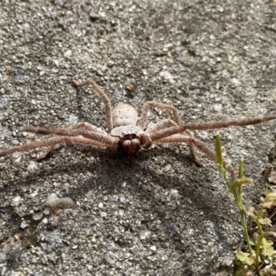 Isopeda villosa (Brown Huntsman Spider) at Burradoo - 6 Aug 2023 by GlossyGal