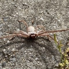 Isopeda villosa (Brown Huntsman Spider) at Wingecarribee Local Government Area - 6 Aug 2023 by GlossyGal