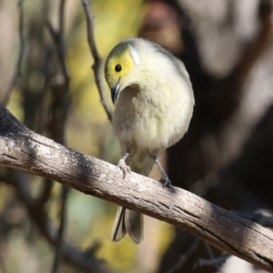 Ptilotula penicillata at Gilmore, ACT - 11 Aug 2023