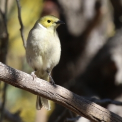 Ptilotula penicillata at Gilmore, ACT - 11 Aug 2023