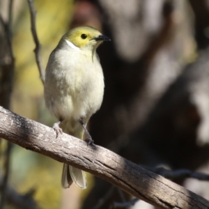 Ptilotula penicillata at Gilmore, ACT - 11 Aug 2023