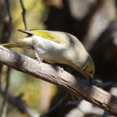 Ptilotula penicillata at Gilmore, ACT - 11 Aug 2023