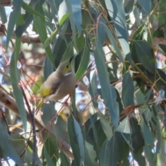 Ptilotula penicillata at Gilmore, ACT - 11 Aug 2023