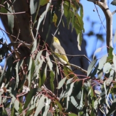 Ptilotula penicillata at Gilmore, ACT - 11 Aug 2023