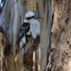 Dacelo novaeguineae at Gilmore, ACT - 11 Aug 2023