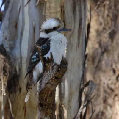 Dacelo novaeguineae (Laughing Kookaburra) at Gilmore, ACT - 11 Aug 2023 by RodDeb