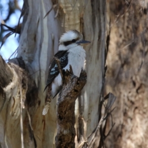 Dacelo novaeguineae at Gilmore, ACT - 11 Aug 2023