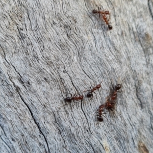 Papyrius sp. (genus) at O'Malley, ACT - 11 Aug 2023