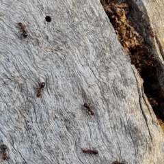 Papyrius sp. (genus) at O'Malley, ACT - 11 Aug 2023