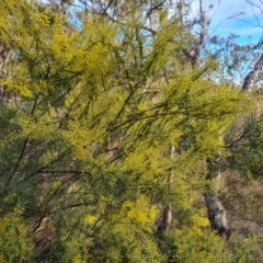 Acacia boormanii (Snowy River Wattle) at Mount Mugga Mugga - 11 Aug 2023 by Mike