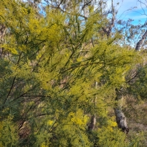 Acacia boormanii at O'Malley, ACT - 11 Aug 2023