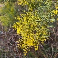 Acacia boormanii at O'Malley, ACT - 11 Aug 2023