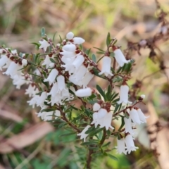 Cryptandra amara (Bitter Cryptandra) at Mount Mugga Mugga - 11 Aug 2023 by Mike