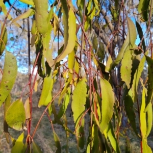 Amyema miquelii at O'Malley, ACT - 11 Aug 2023