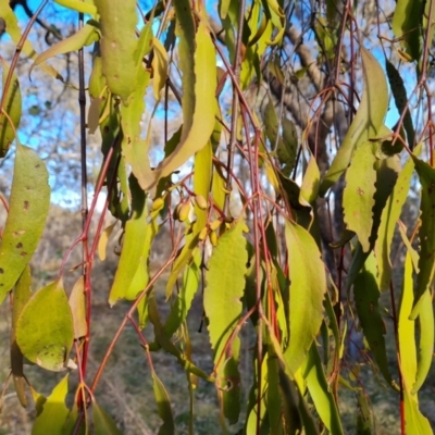 Amyema miquelii (Box Mistletoe) at Mount Mugga Mugga - 11 Aug 2023 by Mike