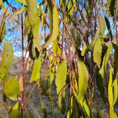 Amyema miquelii (Box Mistletoe) at O'Malley, ACT - 11 Aug 2023 by Mike