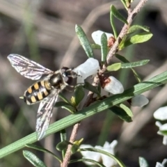 Simosyrphus grandicornis (Common hover fly) at Campbell, ACT - 11 Aug 2023 by Pirom