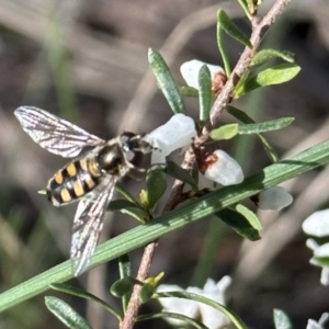 Simosyrphus grandicornis at Campbell, ACT - 11 Aug 2023