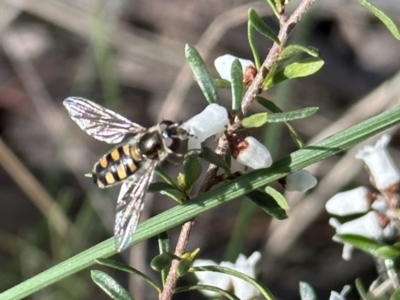 Simosyrphus grandicornis (Common hover fly) at Campbell, ACT - 11 Aug 2023 by Pirom