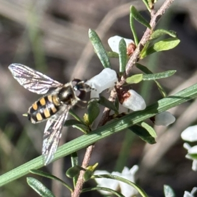 Simosyrphus grandicornis (Common hover fly) at Mount Ainslie - 11 Aug 2023 by Pirom