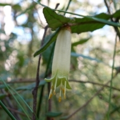 Correa reflexa var. speciosa at Jerrawangala National Park - 20 May 2023 by RobG1