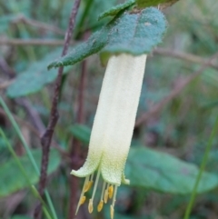 Correa reflexa var. speciosa at Jerrawangala, NSW - 20 May 2023