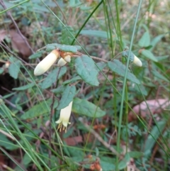 Correa reflexa var. speciosa at Jerrawangala, NSW - suppressed