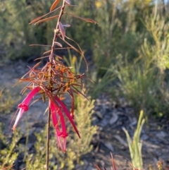 Styphelia tubiflora (Red Five-corners) at Wingecarribee Local Government Area - 3 Aug 2023 by GlossyGal