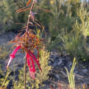 Styphelia tubiflora at Penrose, NSW - 3 Aug 2023 03:51 PM