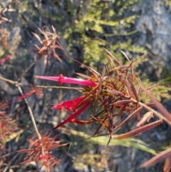 Styphelia tubiflora at Penrose, NSW - 3 Aug 2023 03:51 PM