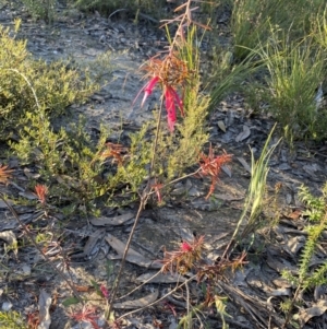 Styphelia tubiflora at Penrose, NSW - 3 Aug 2023