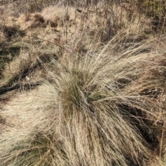 Poa labillardierei (Common Tussock Grass, River Tussock Grass) at Gigerline Nature Reserve - 11 Aug 2023 by JP95