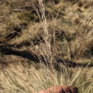 Poa labillardierei at Tharwa, ACT - 11 Aug 2023