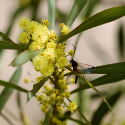 Echthromorpha intricatoria (Cream-spotted Ichneumon) at Uriarra Recreation Reserve - 6 Aug 2023 by KorinneM