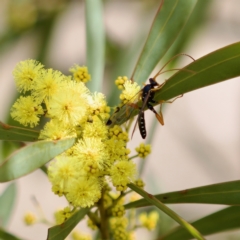 Echthromorpha intricatoria at Stromlo, ACT - 6 Aug 2023 01:12 PM