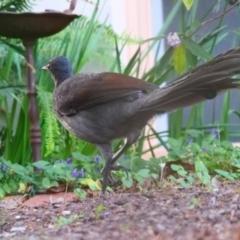 Menura novaehollandiae (Superb Lyrebird) at Mawson, ACT - 11 Aug 2023 by Lindell